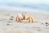 カニが「横歩き」を始めた時代が明らかに