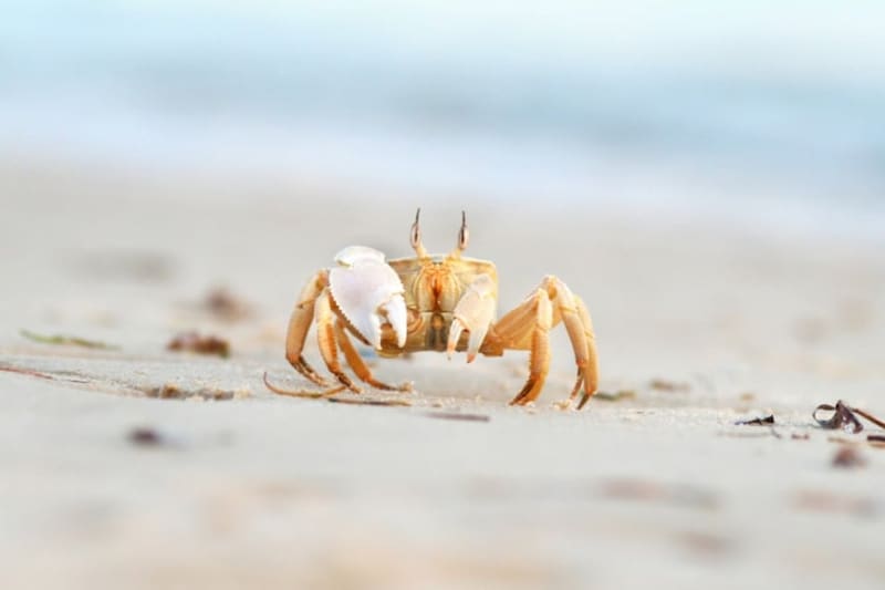 カニが「横歩き」を始めた時代が明らかに