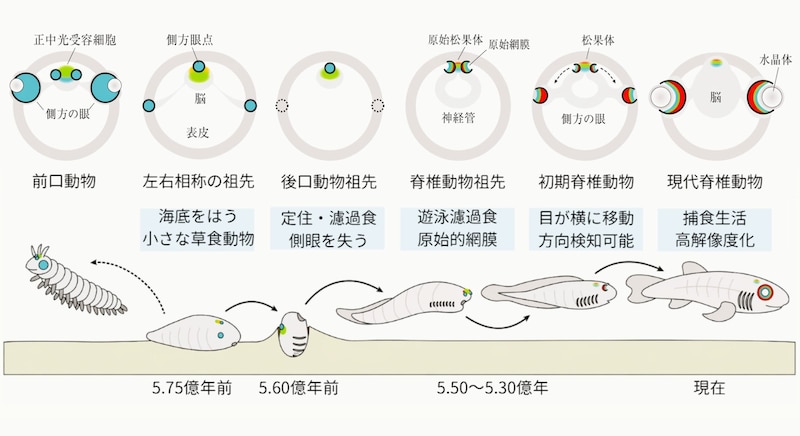 脊椎動物を含む後口動物の祖先はかつて2つの目を持っていたが、定住し濾過接触を行う過程で単眼化し、その後再び2つの目を獲得して泳ぎ回るようになったと考えられています