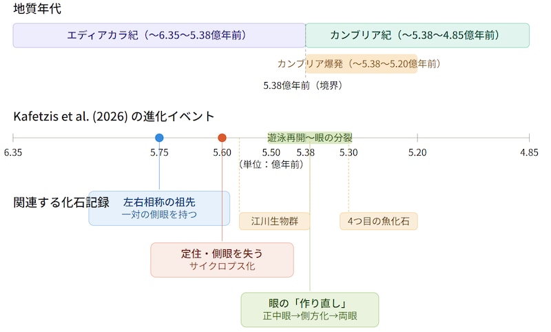 エディアカラ紀末期からカンブリア紀に起きた生物の多様化により、食う食われるの関係が始まり、私たちの先祖は単眼から再び2つの目を作り直した