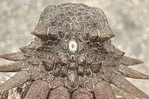 脊椎動物の祖先は「単眼サイクロプス」——私たちの目にもその痕跡が残っている