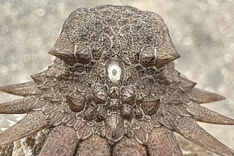 脊椎動物の祖先は「単眼サイクロプス」——私たちの目にもその痕跡が残っている