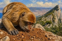 ジブラルタルの猿が「土を食べる」ようにーー原因は「観光客」にあった？