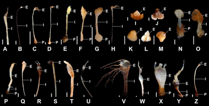 アンコウ類の誘引器の多様性