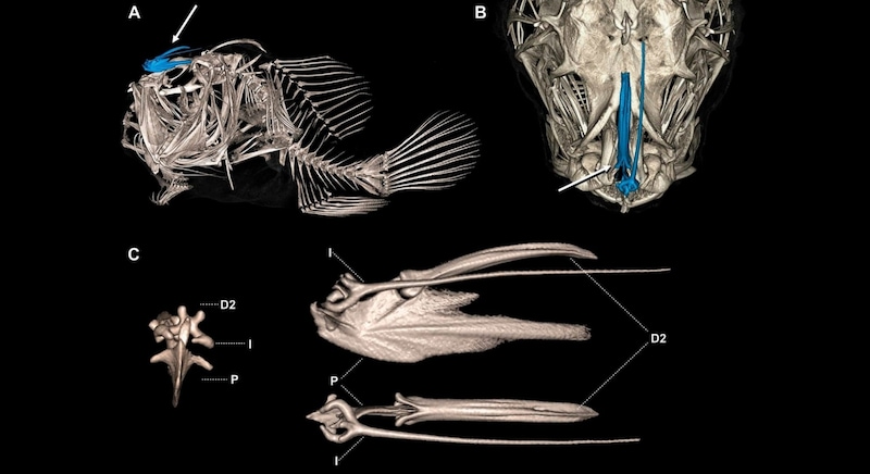 アンコウのちょうちんは、背びれの一番前のトゲが細長い竿状に変形し、それを支える土台の骨ごと頭の上に移動して、先端に、光るバクテリアを住まわせる小さな「ランプ」がぶら下がっています。