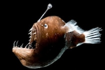 アンコウの「ちょうちん」は進化の起爆剤だった――種が増えるペースが3倍に