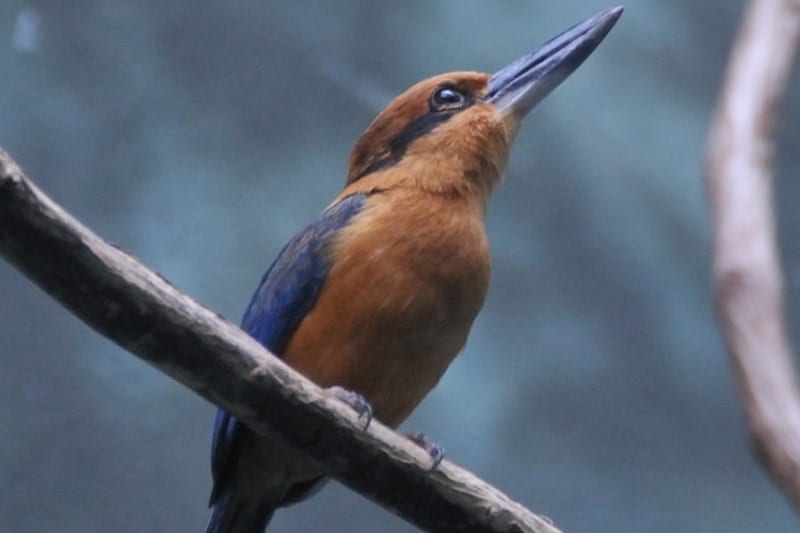 野生では絶滅認定された「グアムカワセミのヒナ」が誕生