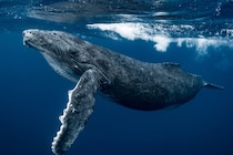 「クジラ肉」が脳の細胞を守る可能性