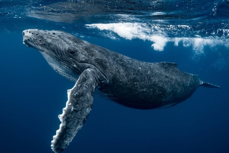 「クジラ肉」が脳の細胞を守る可能性