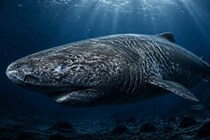 寿命400年越えのニシオンデンザメーー数世紀も動き続ける「心臓の秘密」を調査