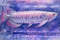 超リアルな「ロボット・アロワナ」が、お世話不要の高級魚水槽を実現【動画あり】