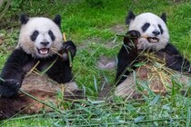 「パンダが」竹好きなのではなく「竹が」パンダを竹好きにさせている
