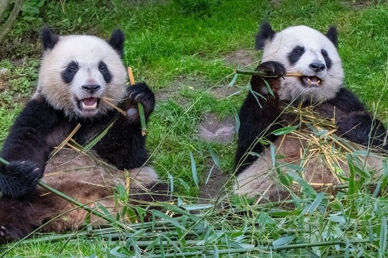 「パンダが」竹好きなのではなく「竹が」パンダを竹好きにさせている