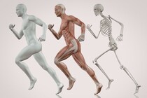 曖昧だった”適度な運動”を定義、「運動模倣薬」の候補が挙げられる