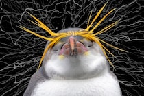 ペンギンの「よちよち歩き」を支える謎の筋肉――100年の時を経てついに発見か