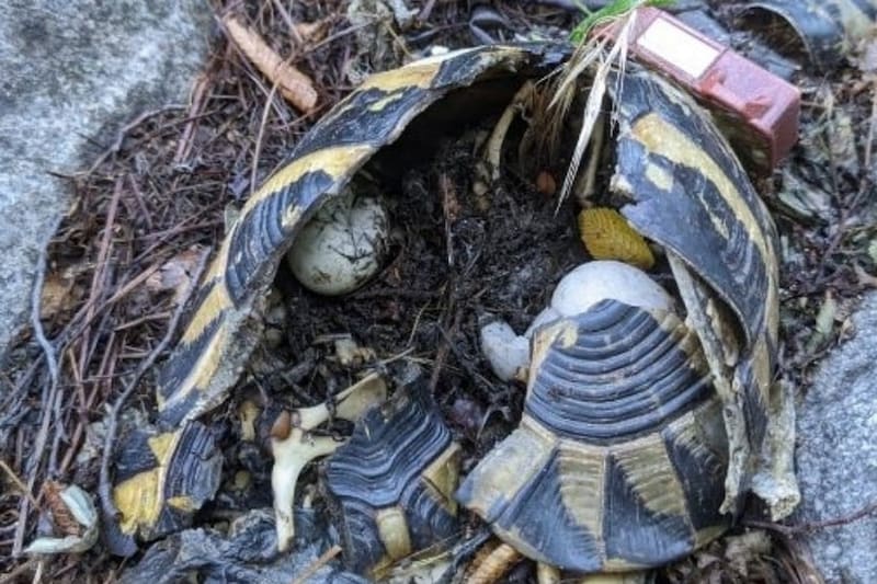 リクガメのオスはメスを「崖から突き落とす」ことがあると判明――『楽園』が地獄に変わるとき
