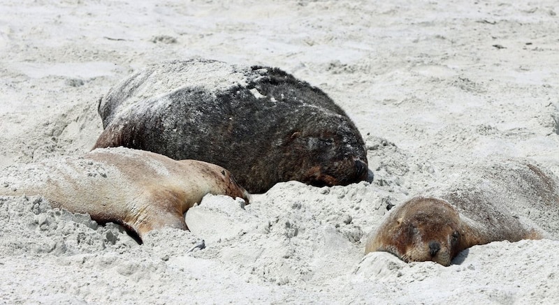 砂浜に並ぶ、奇妙な傷の死体たち
