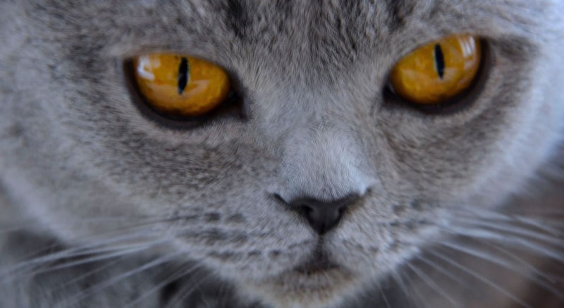 猫は研究者の予想を3回裏切った