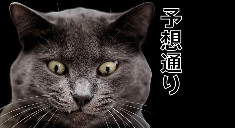 猫は予想通りが好き