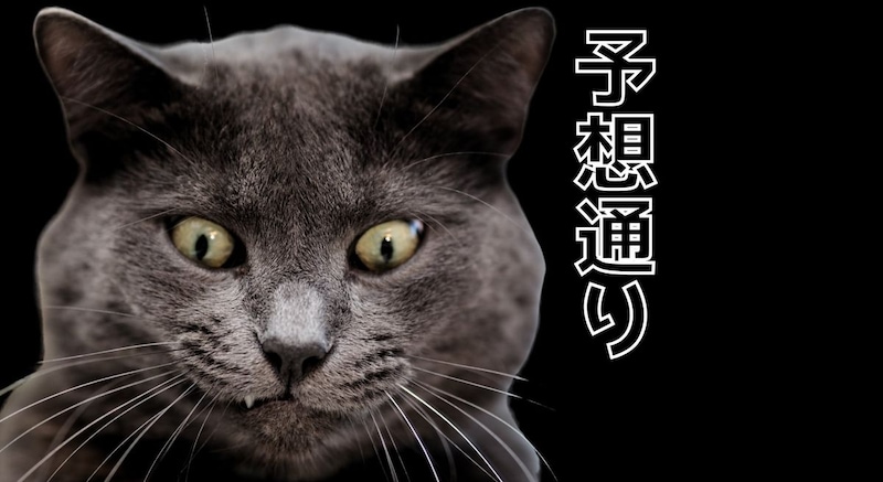 猫はそれほど好奇心旺盛ではなかった──実験で猫は「予想どおりの結果」のほうに強く反応すると判明