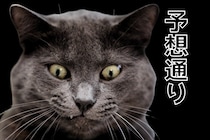 猫はそれほど好奇心旺盛ではなかった──実験で猫は「予想どおりの結果」のほうに強く反応すると判明