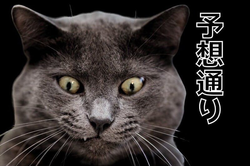 猫はそれほど好奇心旺盛ではなかった──実験で猫は「予想どおりの結果」のほうに強く反応すると判明