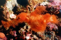 赤毛マンモスのような「新種の魚」を発見ーー研究者「スナッフルパガスそっくり」