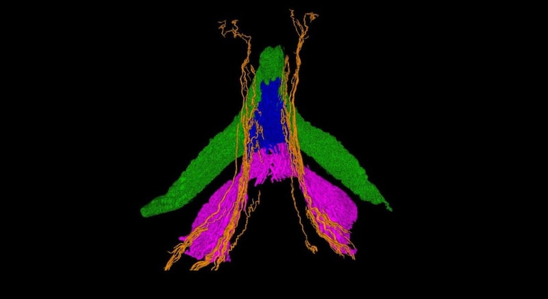 「クリトリス×粒子加速器」――先端部の神経に『5本の樹』を世界で初めて発見