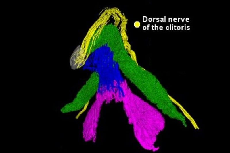 「クリトリス×粒子加速器」で先端部の神経に『5本の樹』を世界で初めて発見