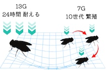 ショウジョウバエは「13G」の”超重力”に耐える