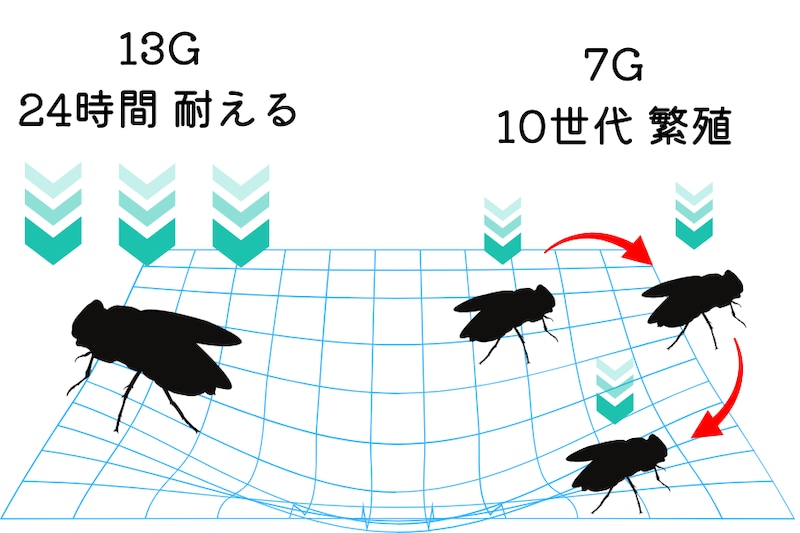 ショウジョウバエは「13G」の”超重力”に耐える