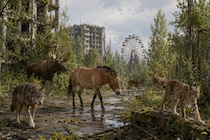 チェルノブイリ立入禁止区域が「大型動物の楽園」になっていた