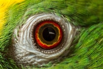 鳥の網膜は「酸素ゼロ」で動いていた——血管すら排除して何を目指したのか？