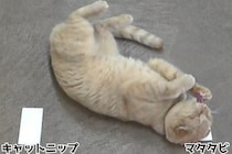 猫はキャットニップよりマタタビ派だった――成分170倍のキャットニップが完敗