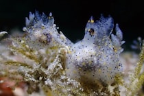 ゴマ粒のように小さな「新種ウミウシ」を発見、台湾
