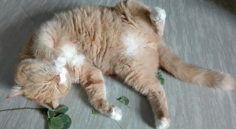 そもそも、なぜ猫はあの2つの植物に夢中になるのか?
