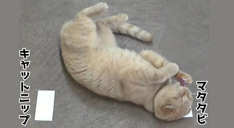猫はキャットニップよりマタタビ派だった――成分170倍のキャットニップが完敗