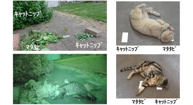 猫はキャットニップ派よりマタタビ派が5倍多い