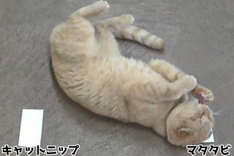 猫は「有効成分170倍のキャットニップ」よりマタタビのほうを選ぶと判明――問題は成分濃度ではない