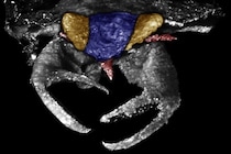 1億年前の虫は『カニのハサミ』を持っていたと判明