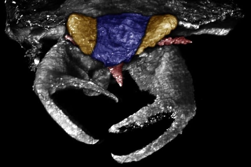 1億年前の虫は『カニのハサミ』を持っていたと判明