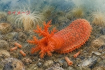 「切り落とされたナマコ断片」が3年以上生存、”ゾンビ組織”研究が生命観を揺さぶる
