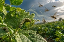 イモムシに齧られると「ハチを呼び寄せる」植物ーー特殊能力の仕組みを解明