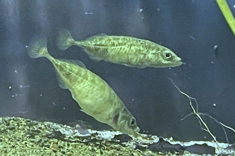 60年間”学術上”存在しなかった埼玉の「県の魚」、ついに認められる