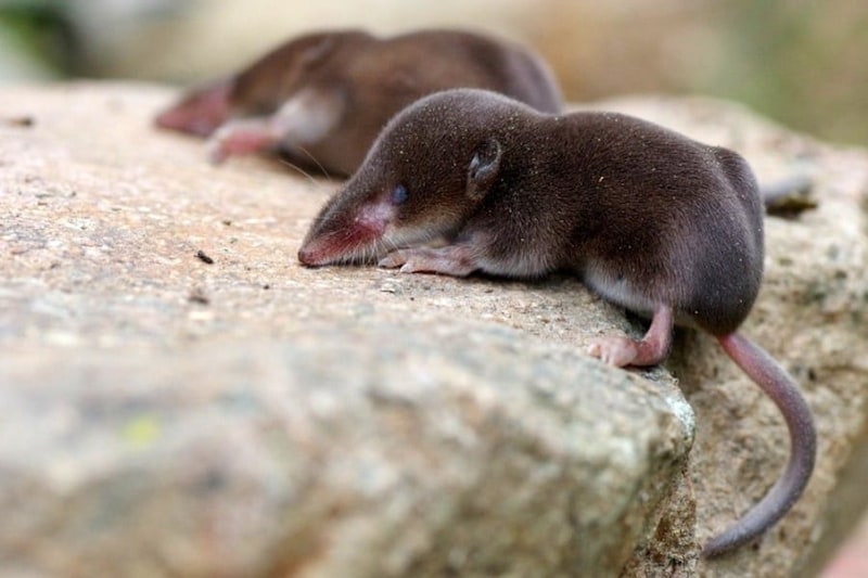 【世界初】ヒメトガリネズミの飼育下での繁殖に成功