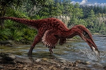 7000万年前にいた「新種のラプトル型恐竜」を発見ーーサギのような魚を狩る食性か