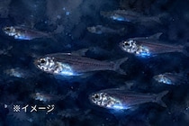 食べて「能力を盗む」魚、自分の遺伝子にない”光る”力を獲得