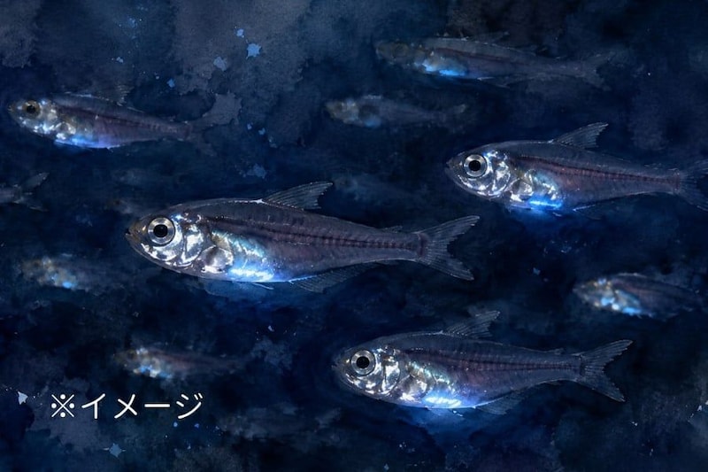 食べて「能力を盗む」魚、自分の遺伝子にない”光る”力を獲得