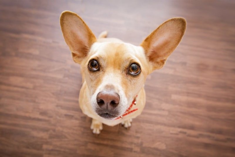 犬は飼い主の「声のトーン」だけで意図を理解できる
