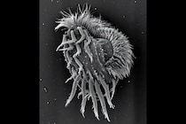 仲間を共食いする「巨大ハンター」に変身する新種生物を発見